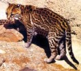 /album/photo-gallery-cat-loose-or-jaguarito-/gato-do-mato-jpg/