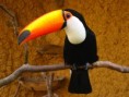 /album/photo-gallery-toucan/tucano-jpg3/