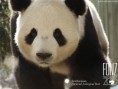 /album/photo-gallery-panda/pandatiantian-jpg2/