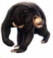 /album/photo-gallery-malayan-bear/urso-malaio3-jpg2/