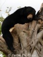 /album/photo-gallery-malayan-bear/urso-malaio4-jpg2/